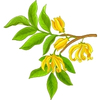 Ylang ylang